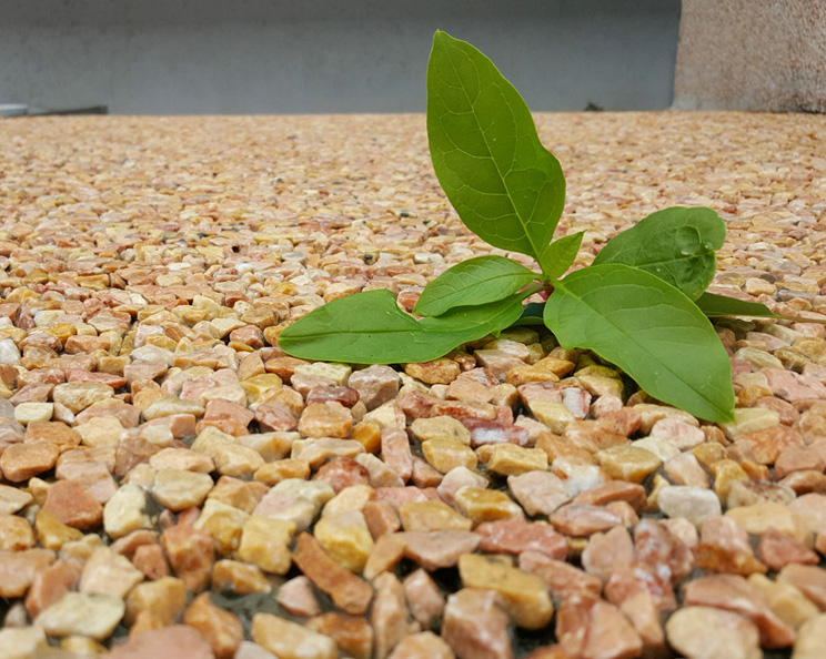 露骨料透水地坪